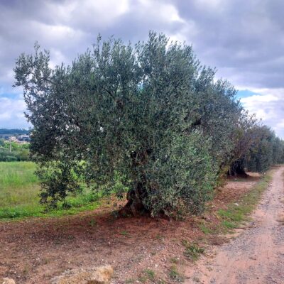 Imatge de WhatsApp 2025-09-27 a les 15.10.31_60d33508